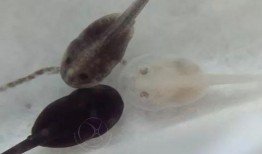 蝌蚪网国产,蝌蚪网引领绿色科技新潮流