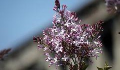 国产丁香网,探索中医药文化的瑰宝与传承